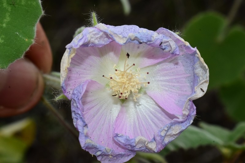Abutilon leonardii
