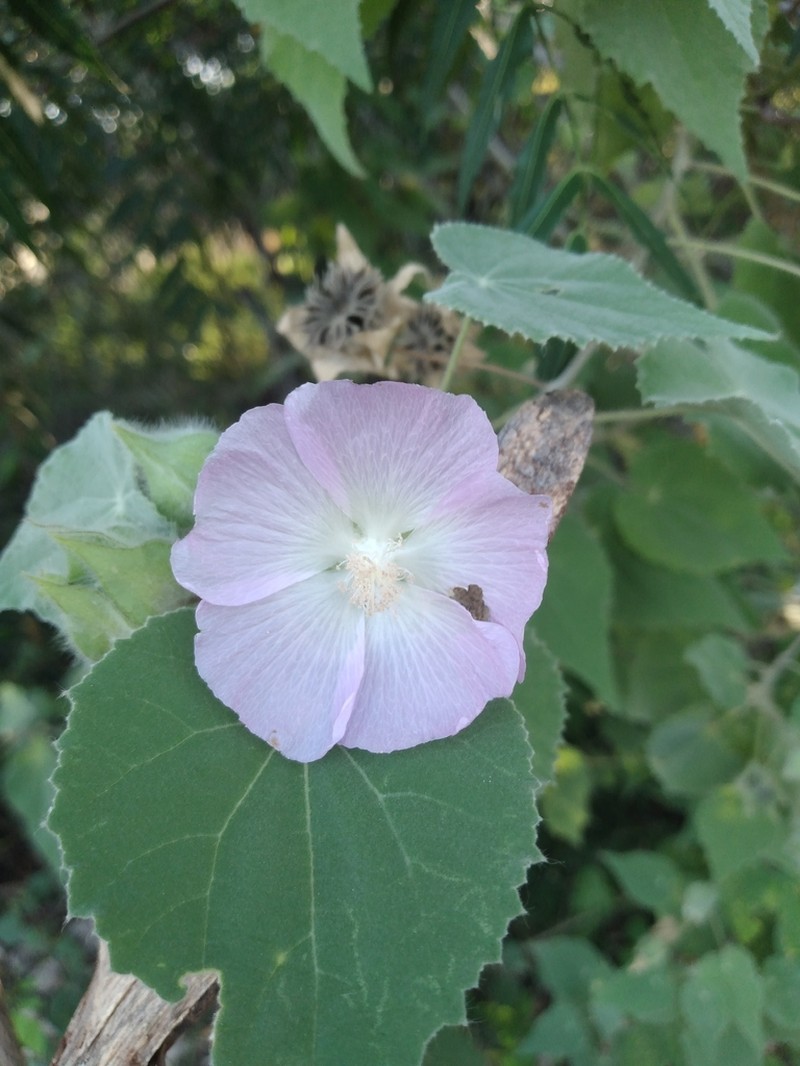 Abutilon leonardii photo 4