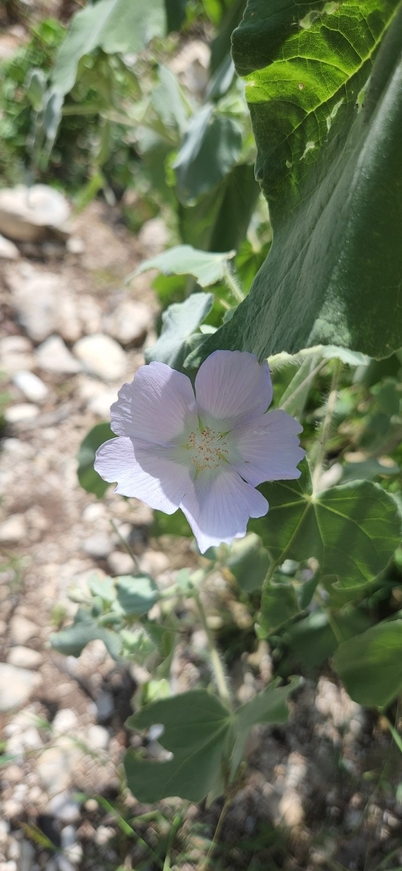 Abutilon leonardii photo 6