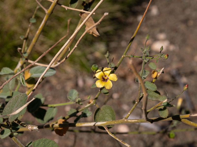 Abutilon lepidum photo 2