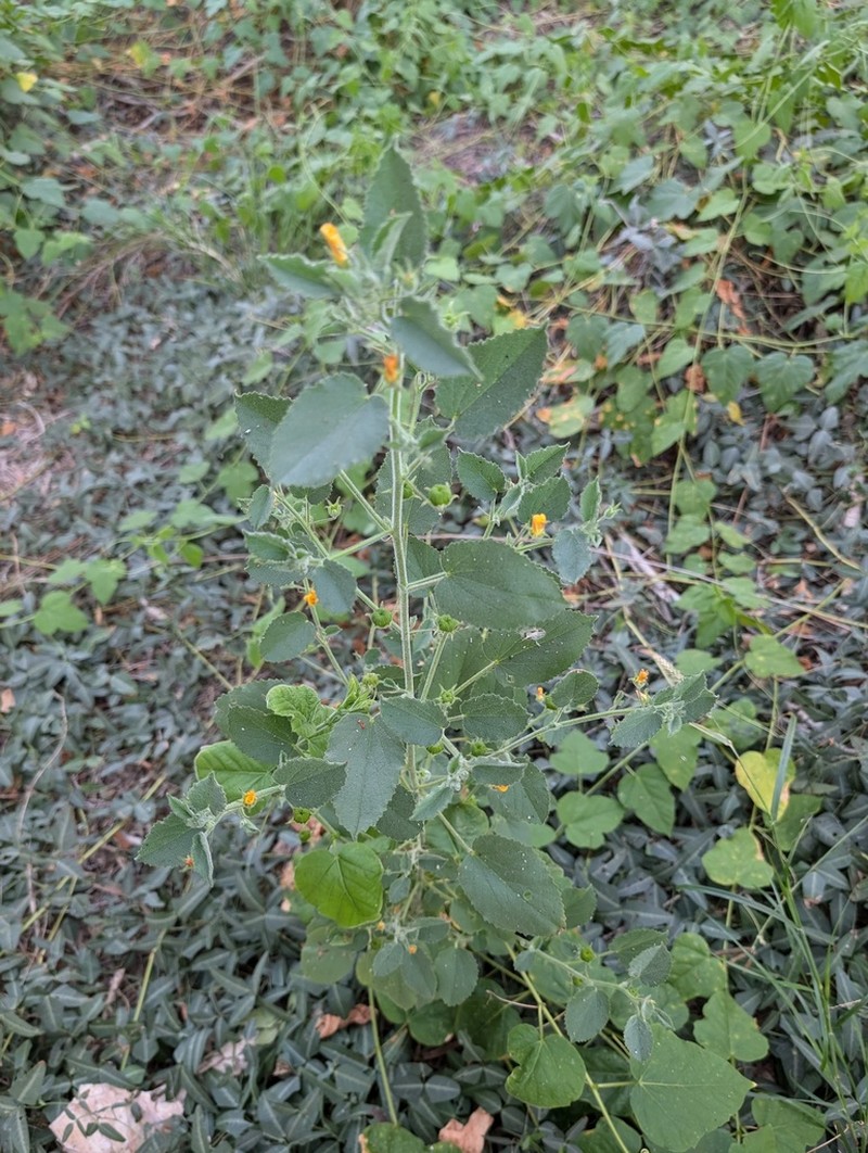 Abutilon lepidum photo 4