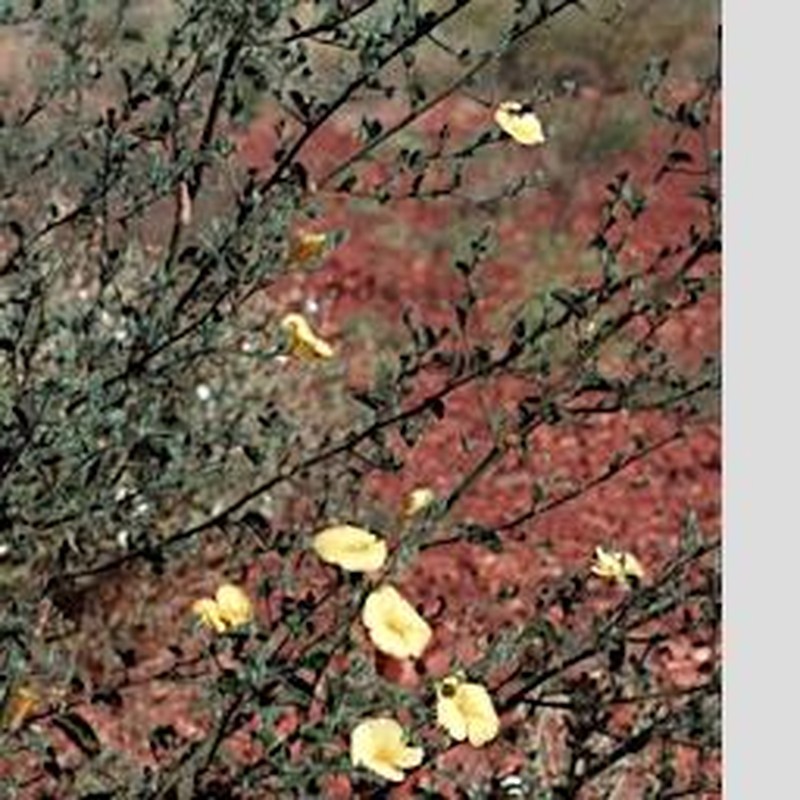 Abutilon lepidum photo 7