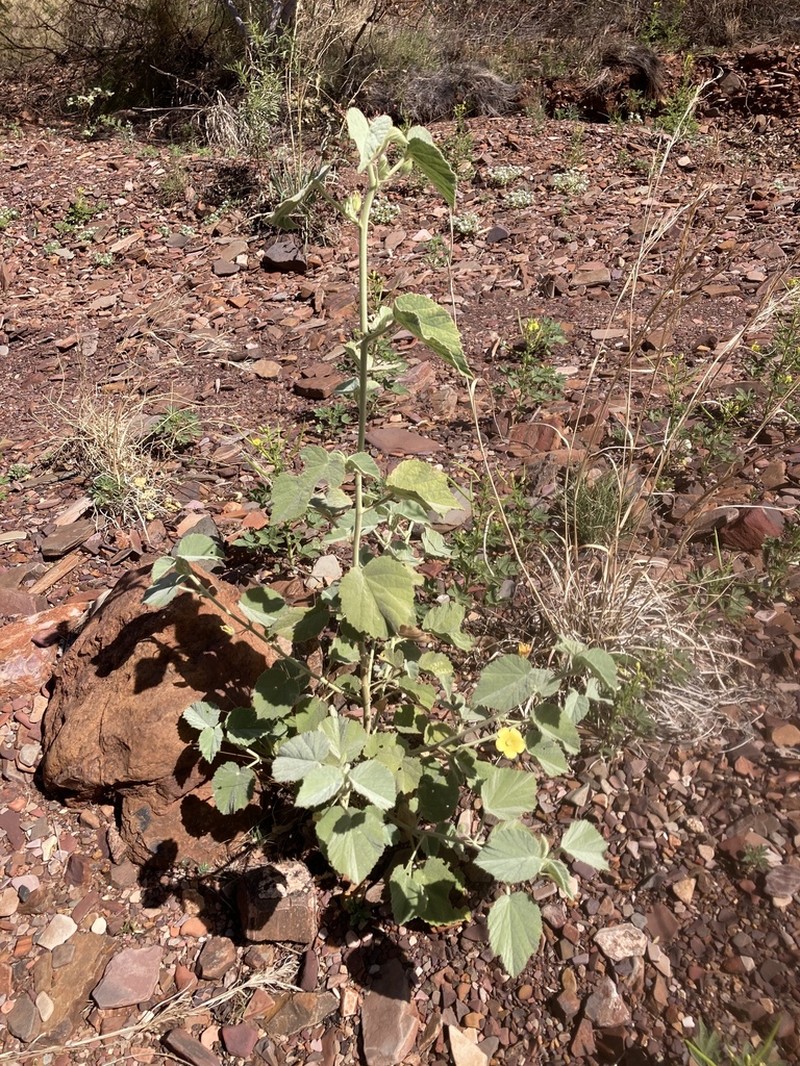 Abutilon lepidum photo 8