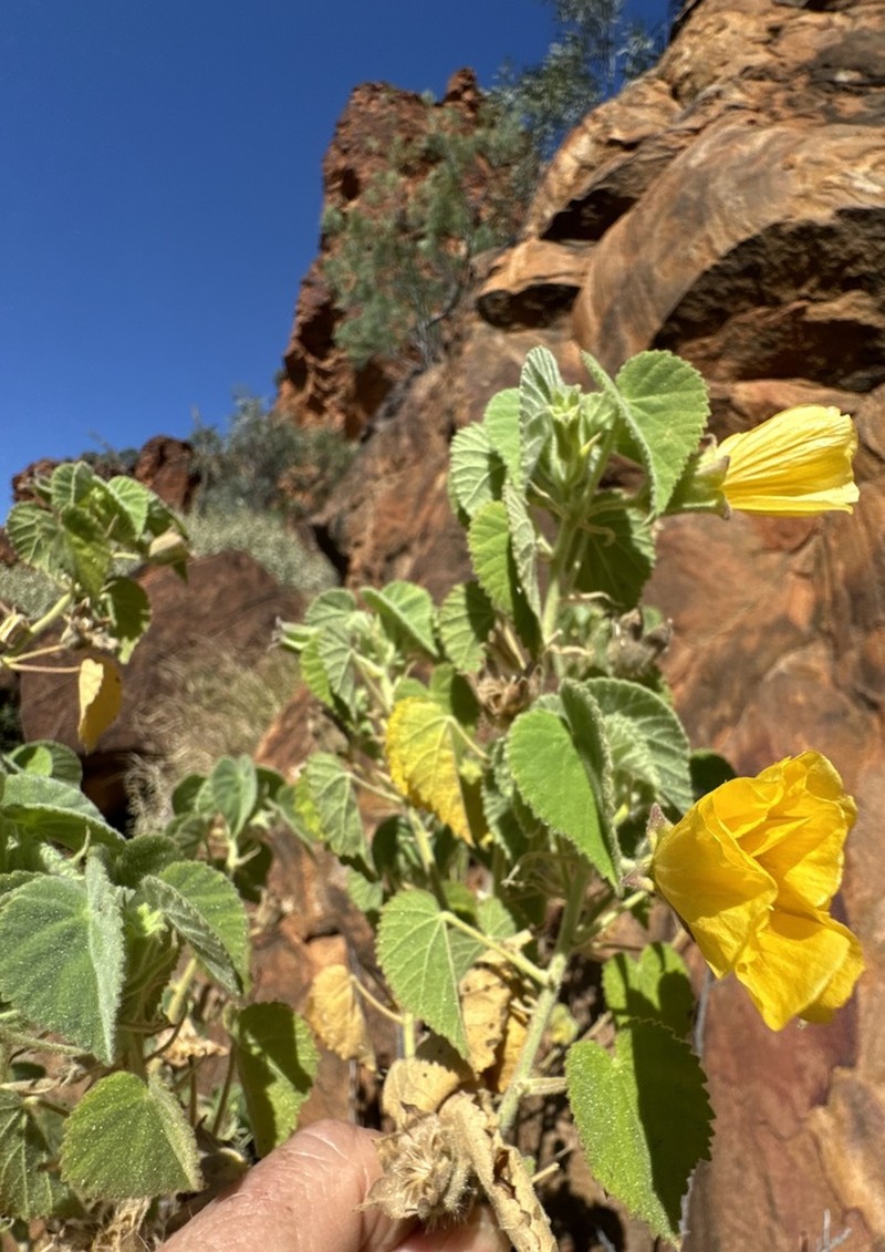 Abutilon leucopetalum photo 2
