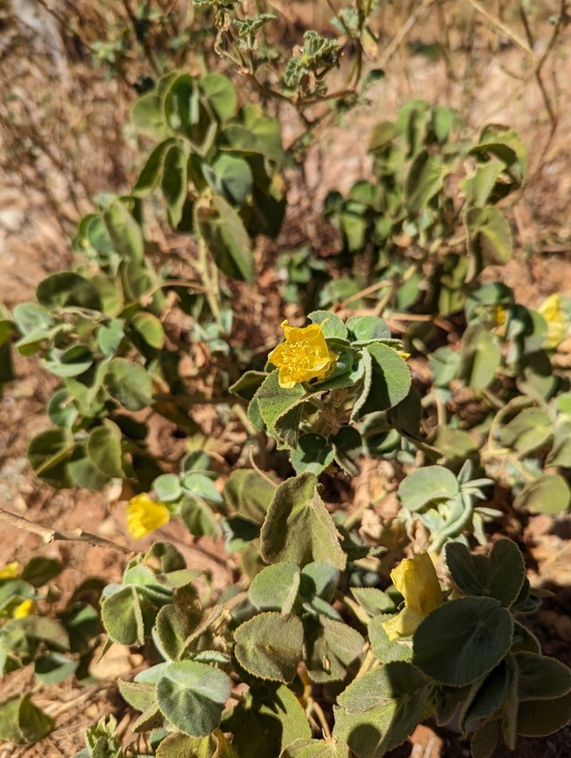 Abutilon leucopetalum photo 4