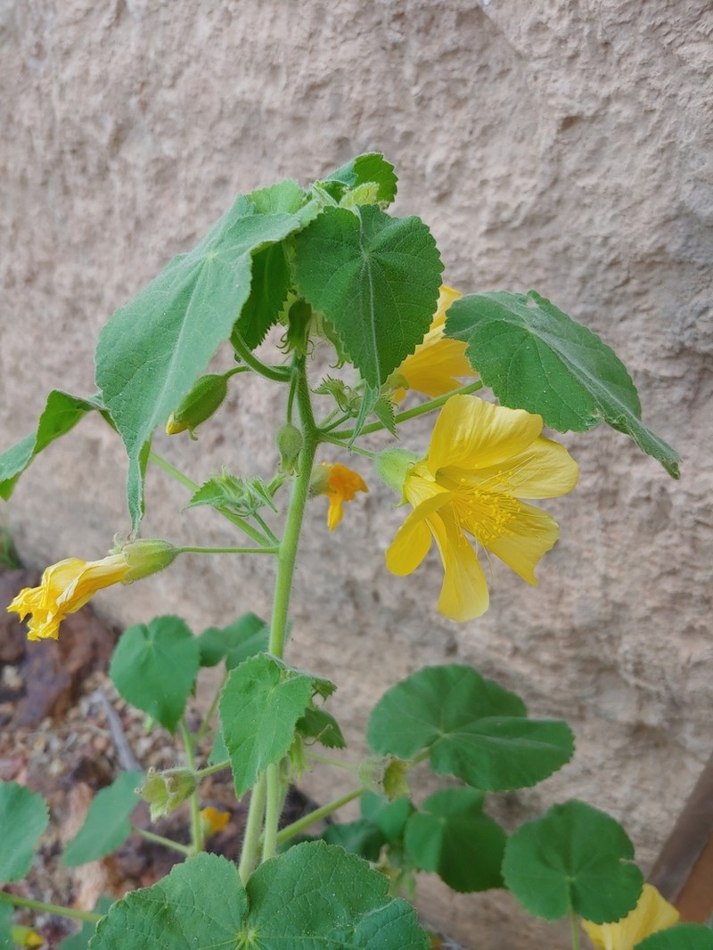 Abutilon leucopetalum photo 5