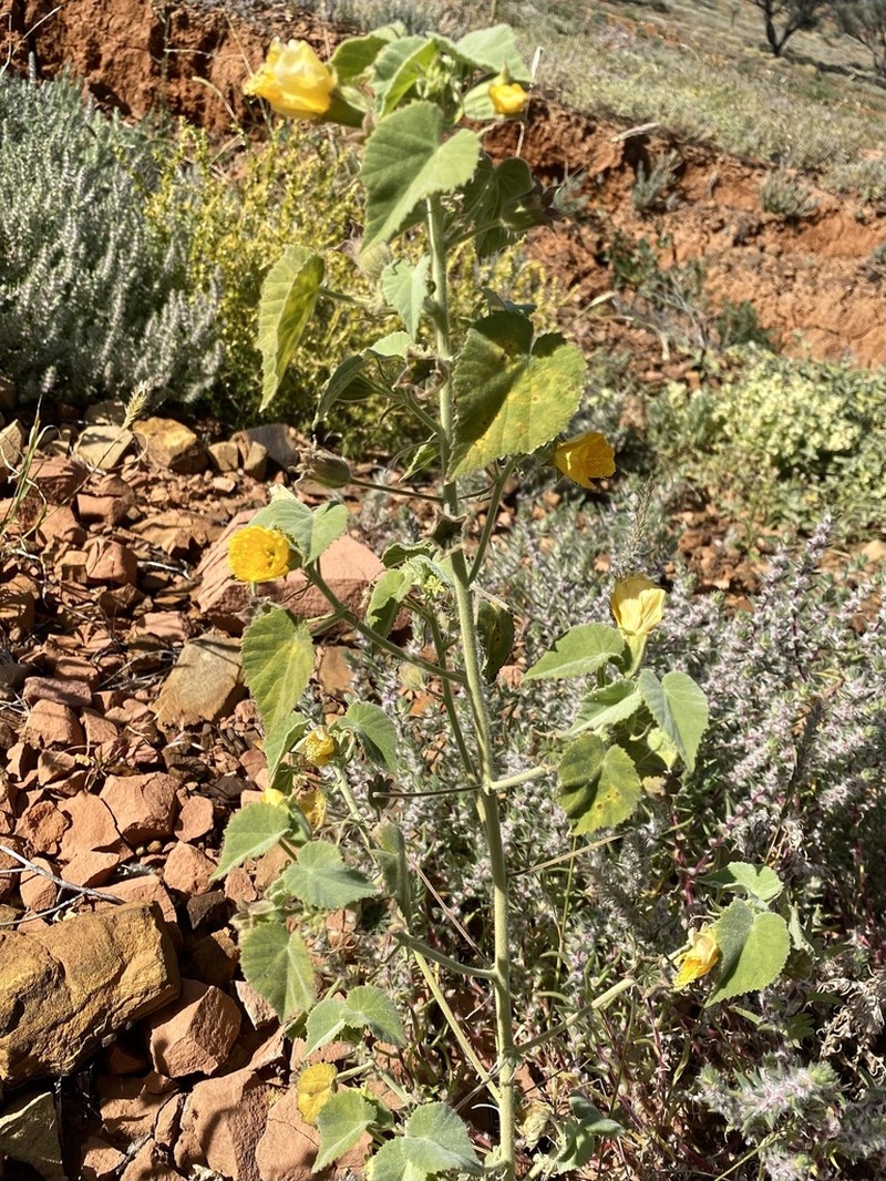 Abutilon leucopetalum photo 7