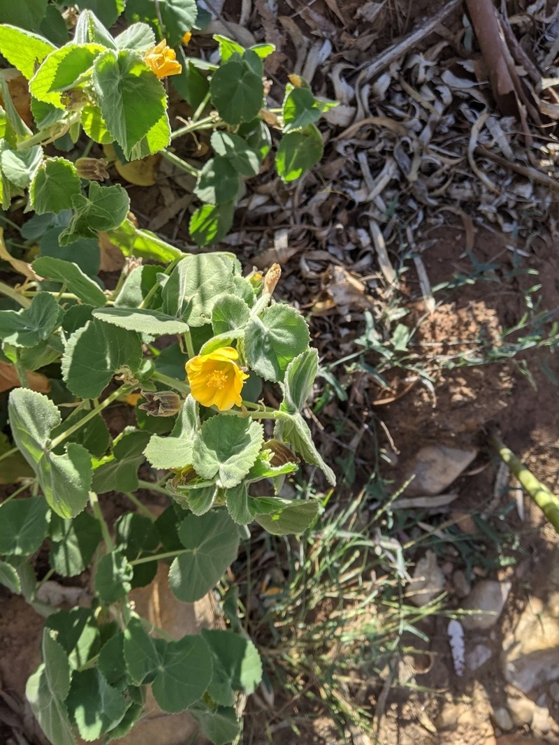 Abutilon leucopetalum photo 8