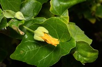 Abutilon listeri