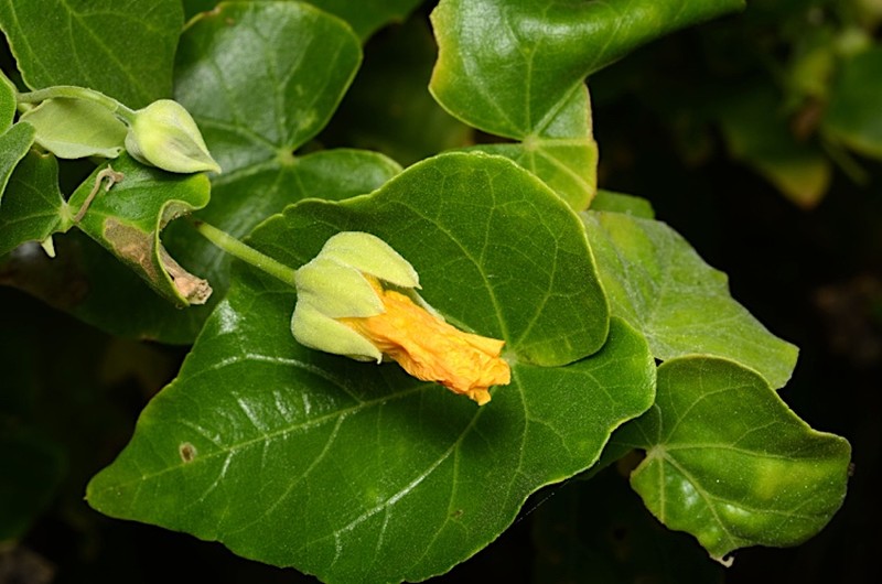 Abutilon listeri