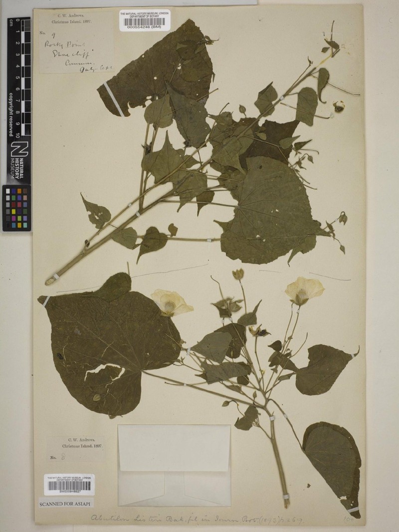 Abutilon listeri photo 2