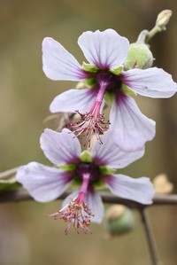 Abutilon longicuspe