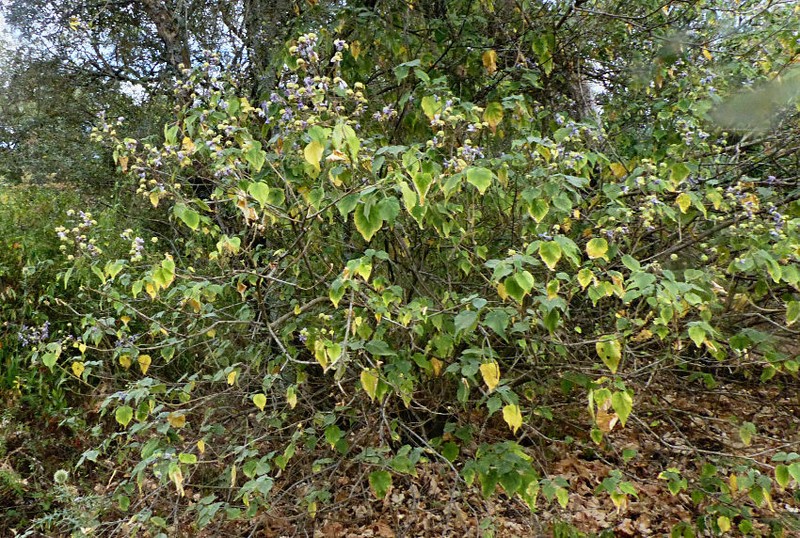 Abutilon longicuspe photo 2