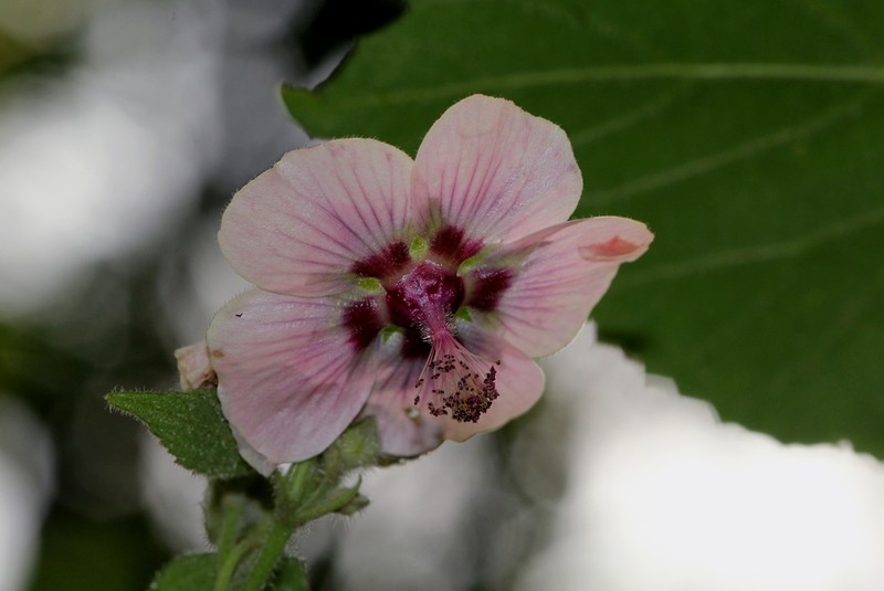 Abutilon longicuspe photo 3