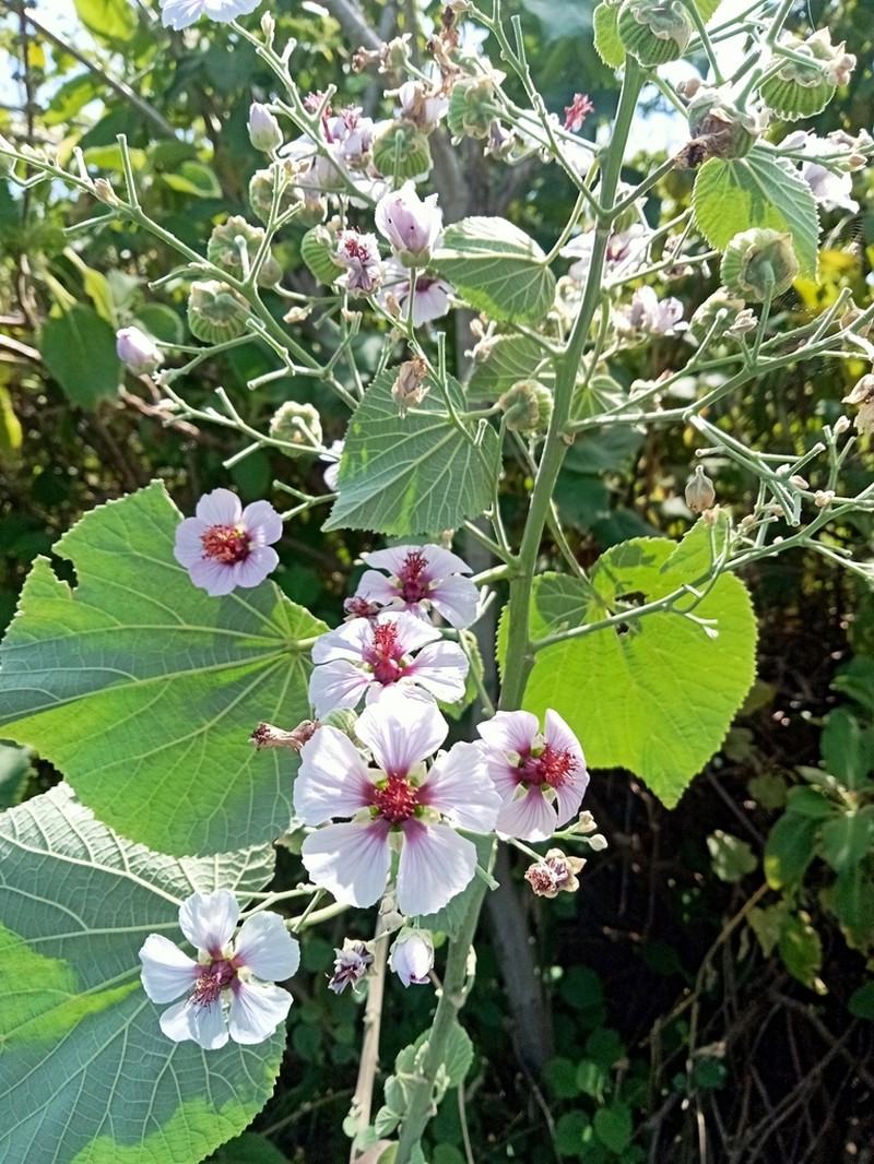Abutilon longicuspe photo 4