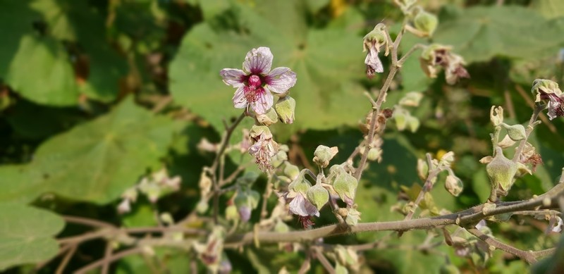 Abutilon longicuspe photo 6