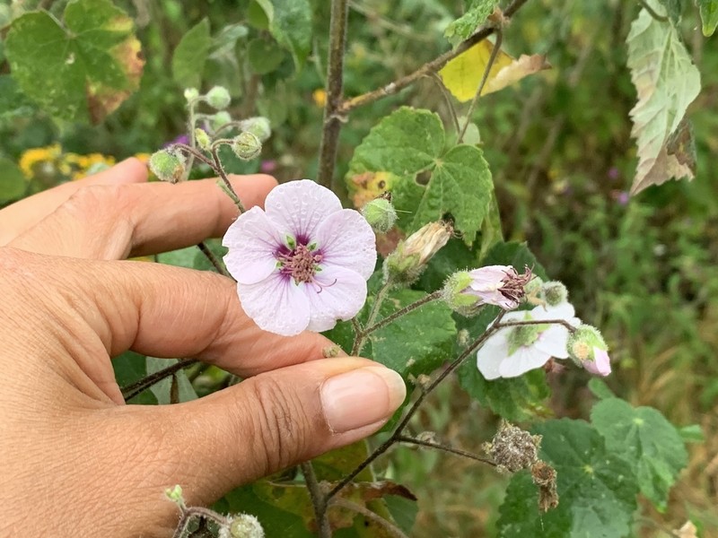 Abutilon longicuspe photo 7