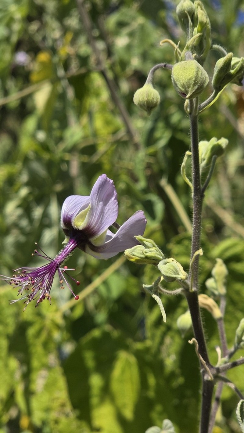 Abutilon longicuspe photo 8