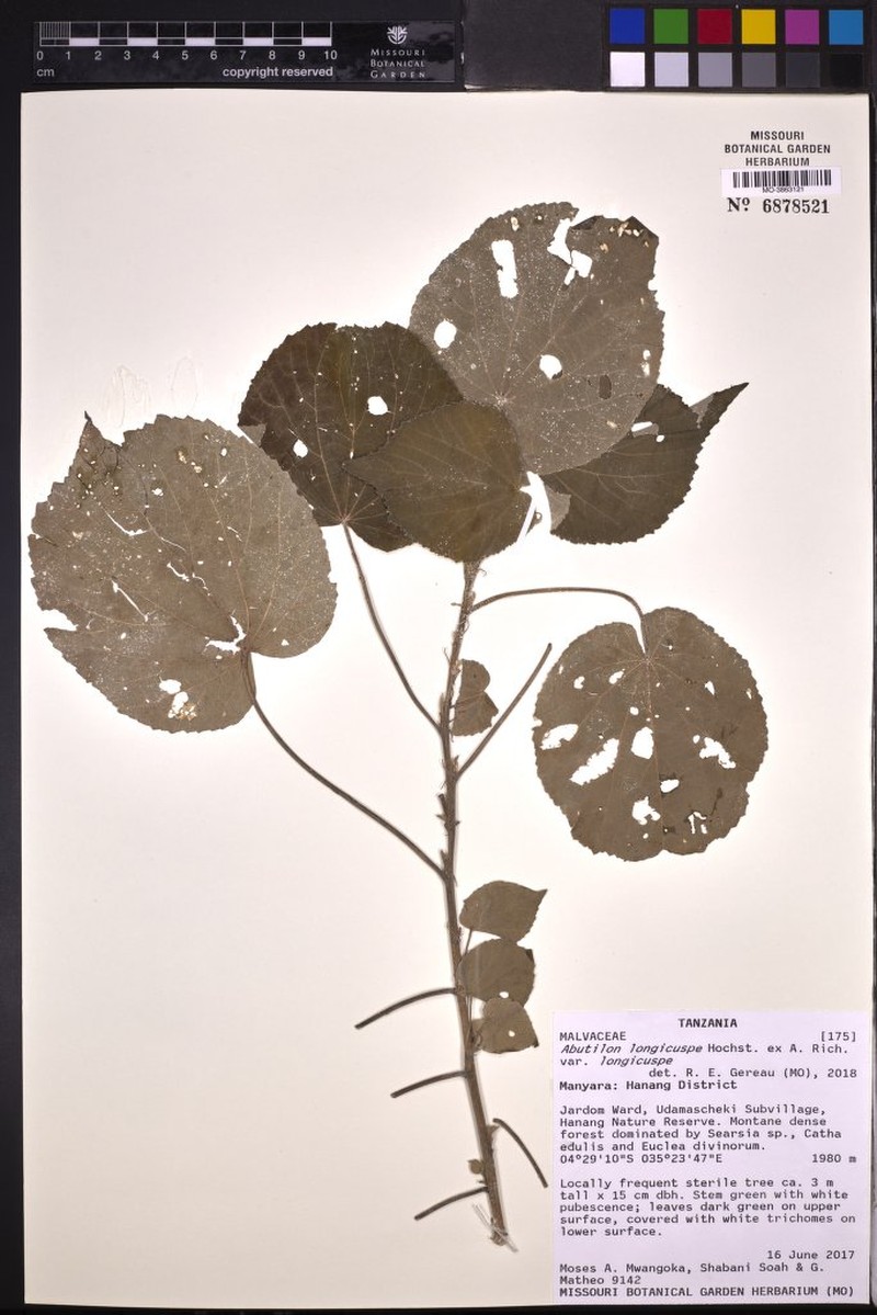 Abutilon longicuspe var. longicuspe