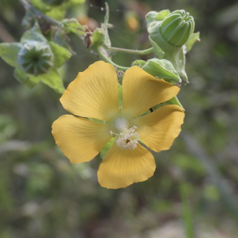 Abutilon macvaughii