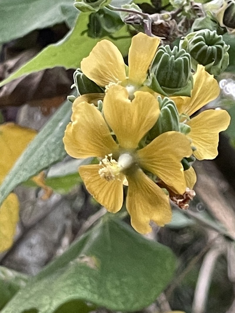 Abutilon macvaughii photo 2