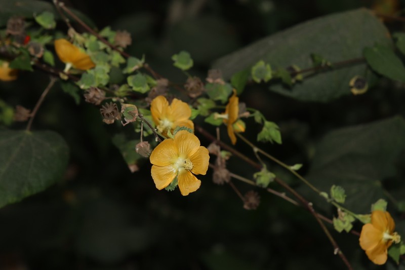 Abutilon macvaughii photo 3