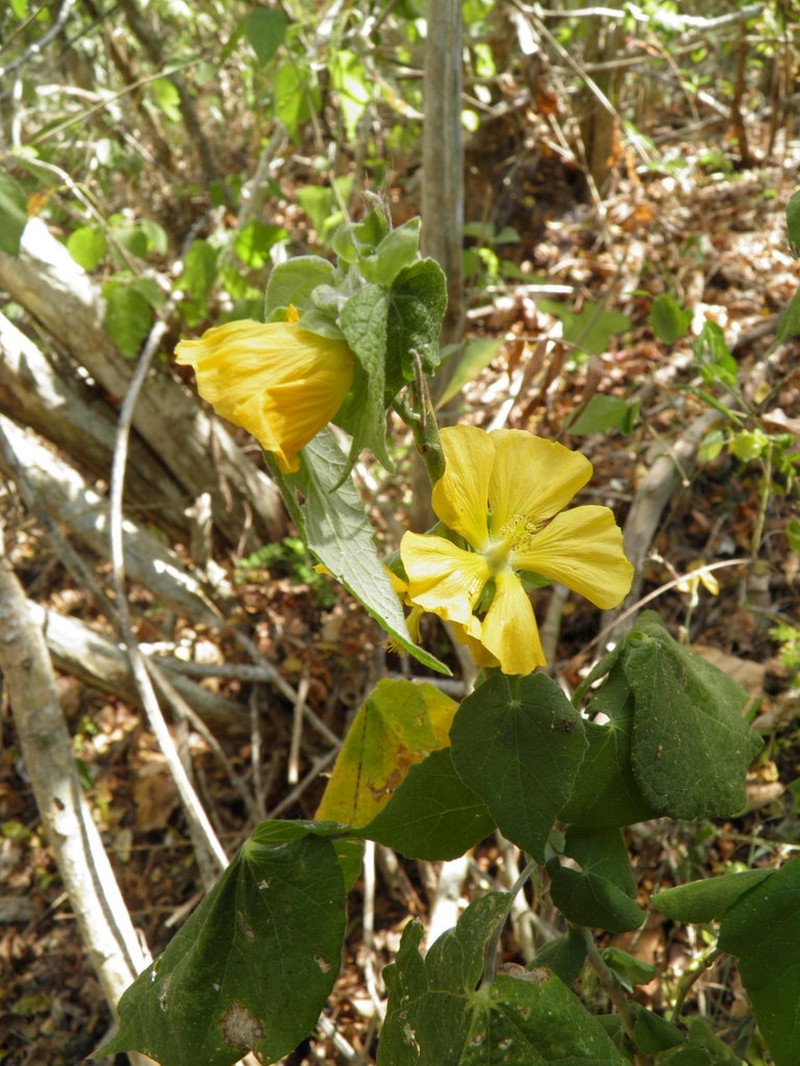 Abutilon macvaughii photo 4