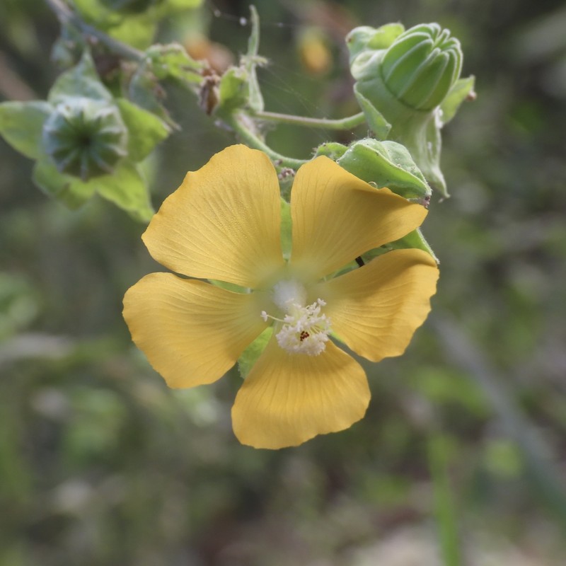 Abutilon macvaughii photo 6