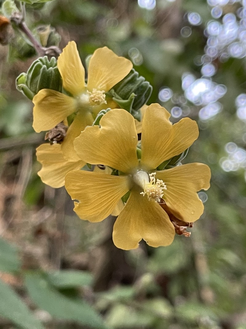 Abutilon macvaughii photo 7