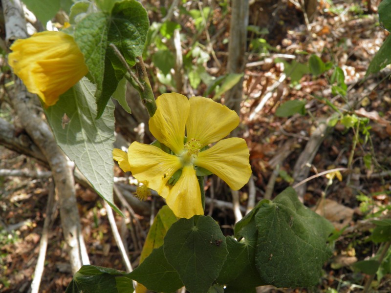 Abutilon macvaughii photo 8