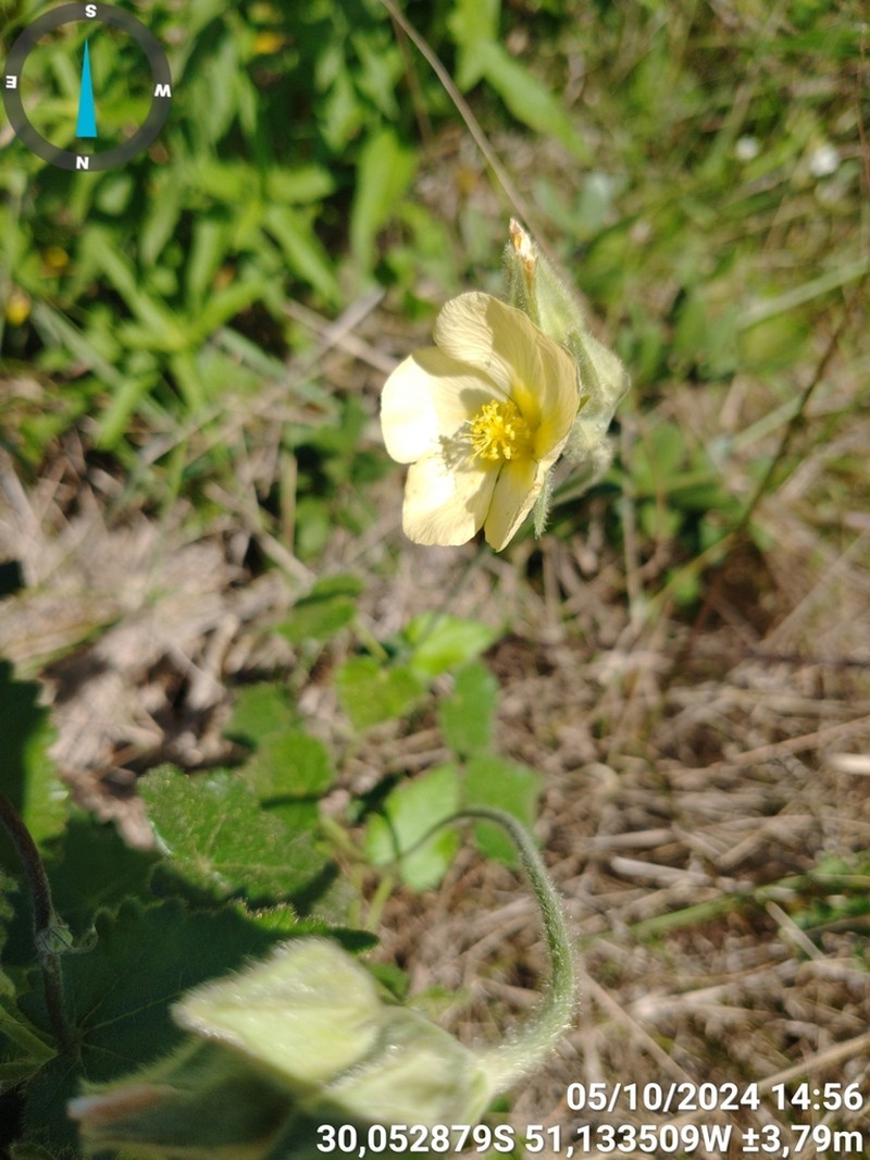 Abutilon malachroides