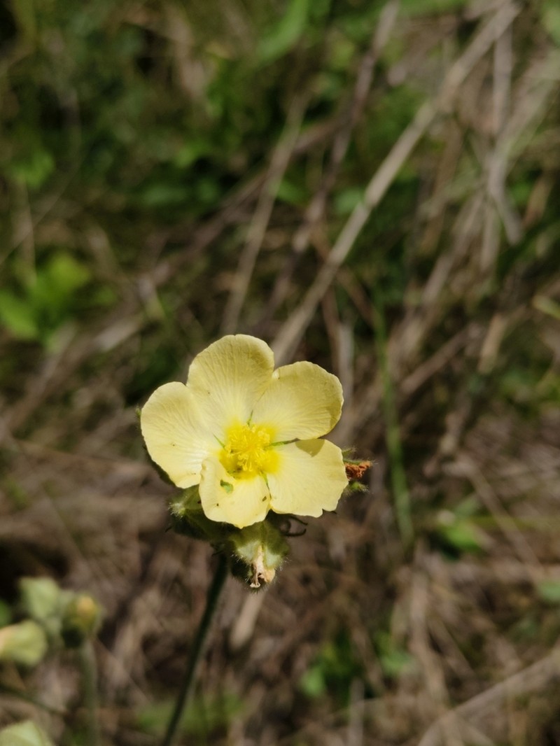 Abutilon malachroides photo 2