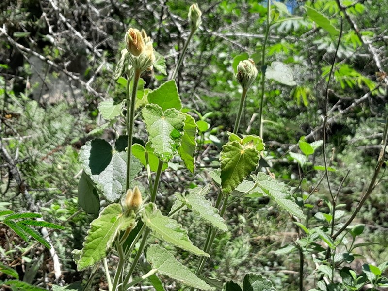 Abutilon malachroides photo 3