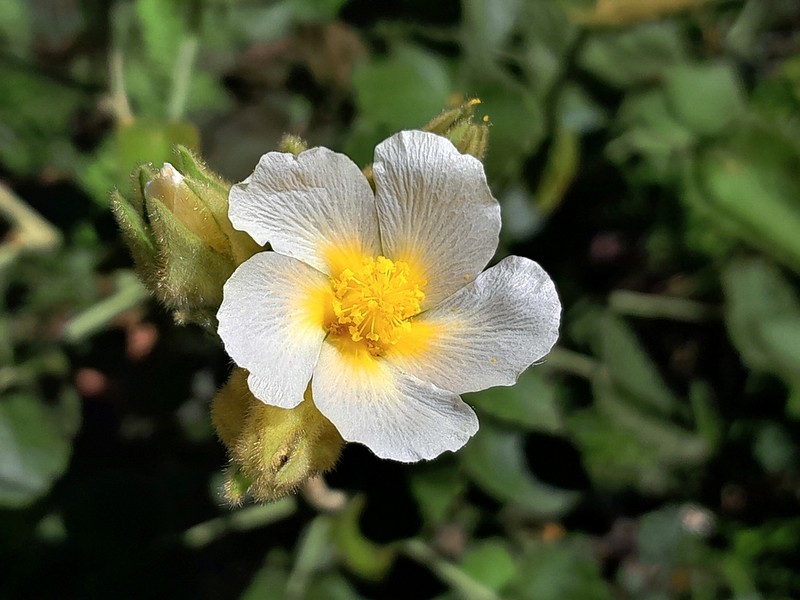 Abutilon malachroides photo 4