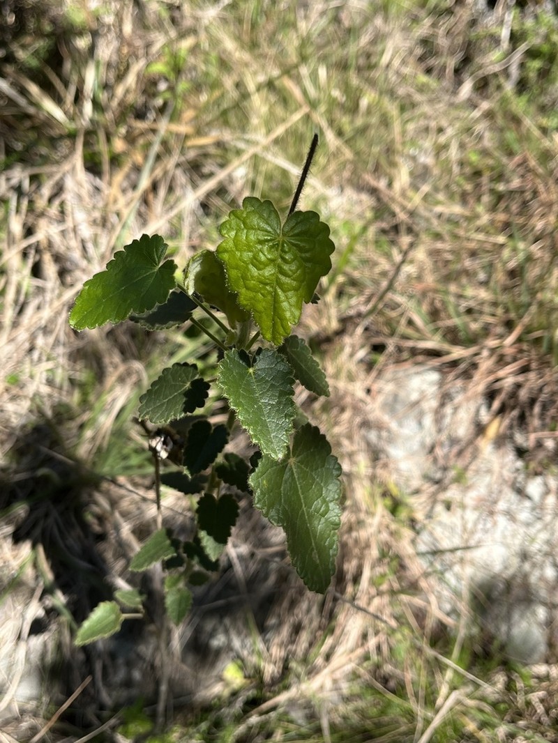 Abutilon malachroides photo 5
