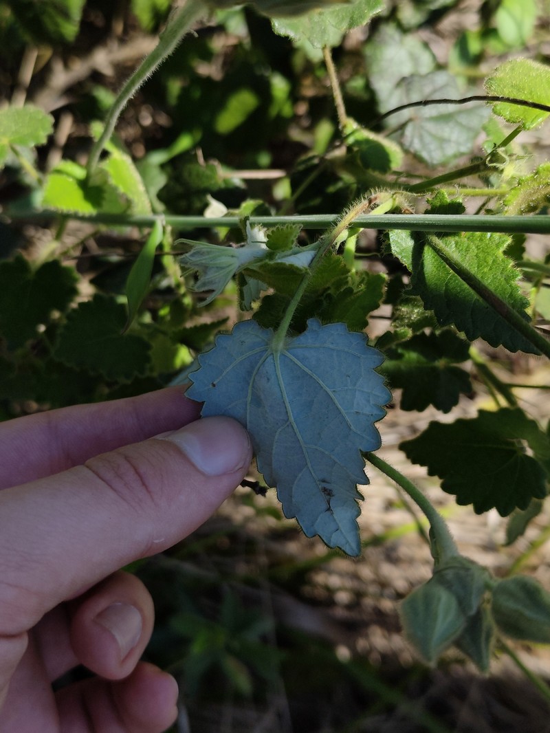 Abutilon malachroides photo 6