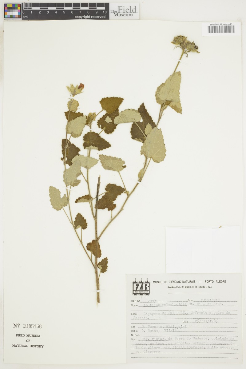 Abutilon malachroides photo 7