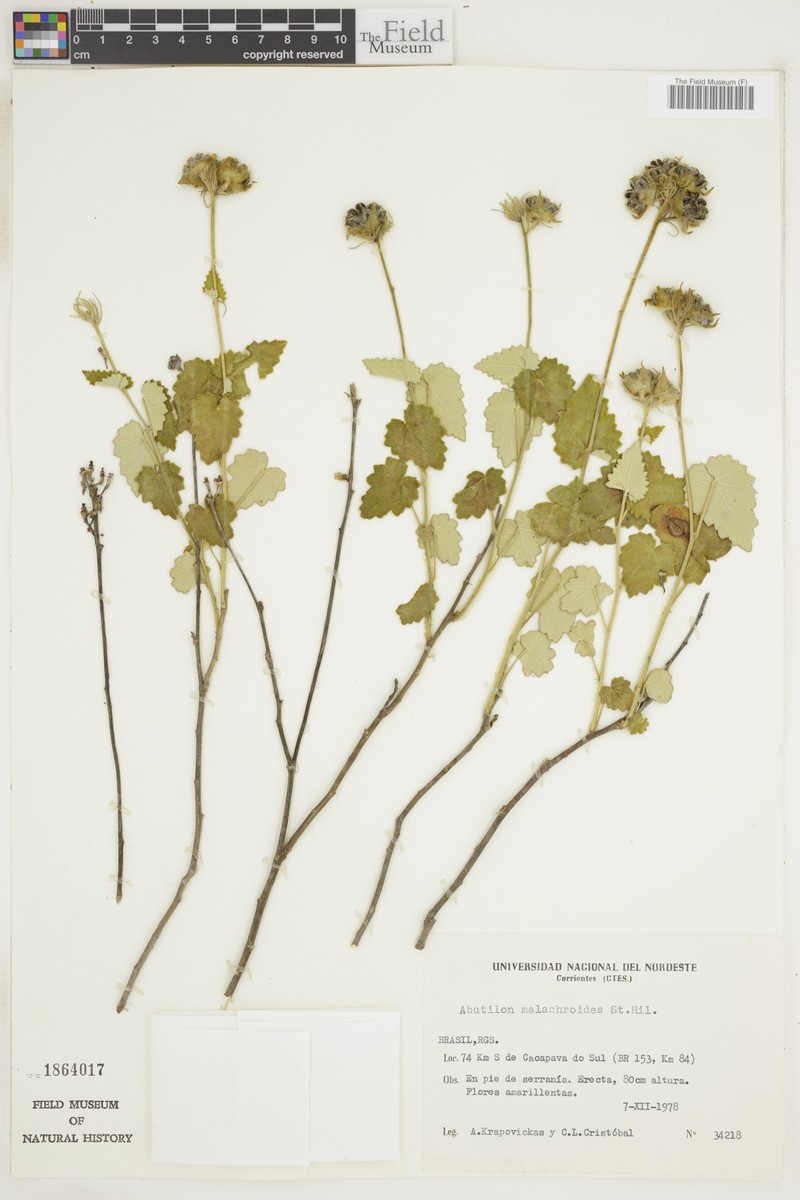 Abutilon malachroides photo 8