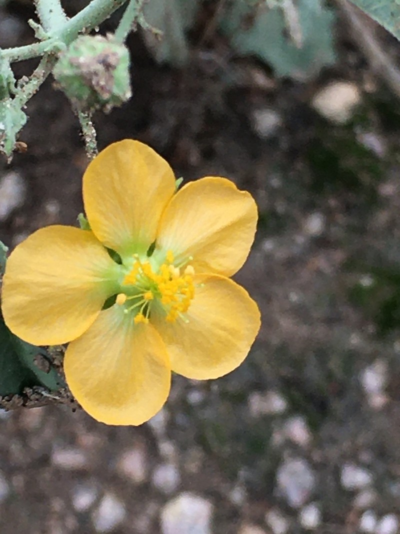 Yellow Indian Mallow