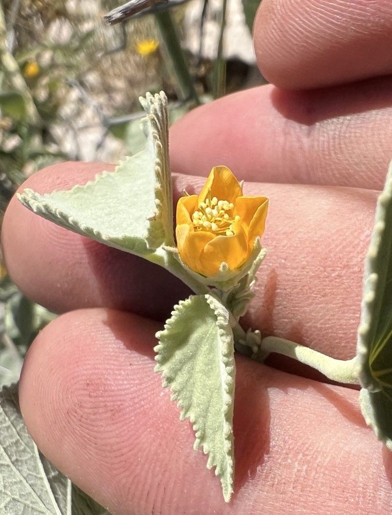 Yellow Indian Mallow photo 2