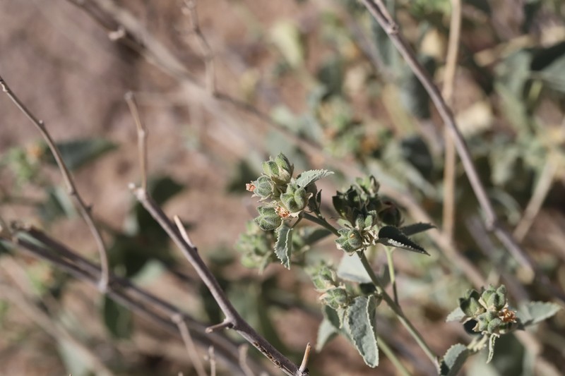 Yellow Indian Mallow photo 3