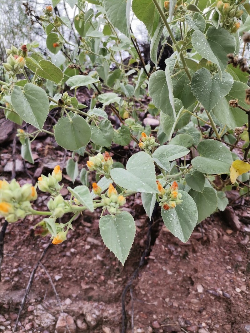 Yellow Indian Mallow photo 5