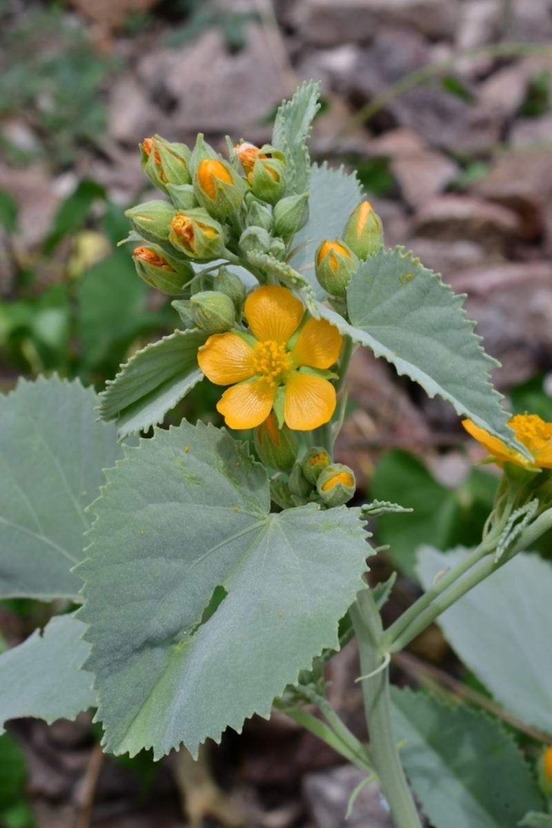 Yellow Indian Mallow photo 6