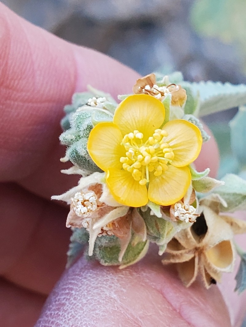 Yellow Indian Mallow photo 7