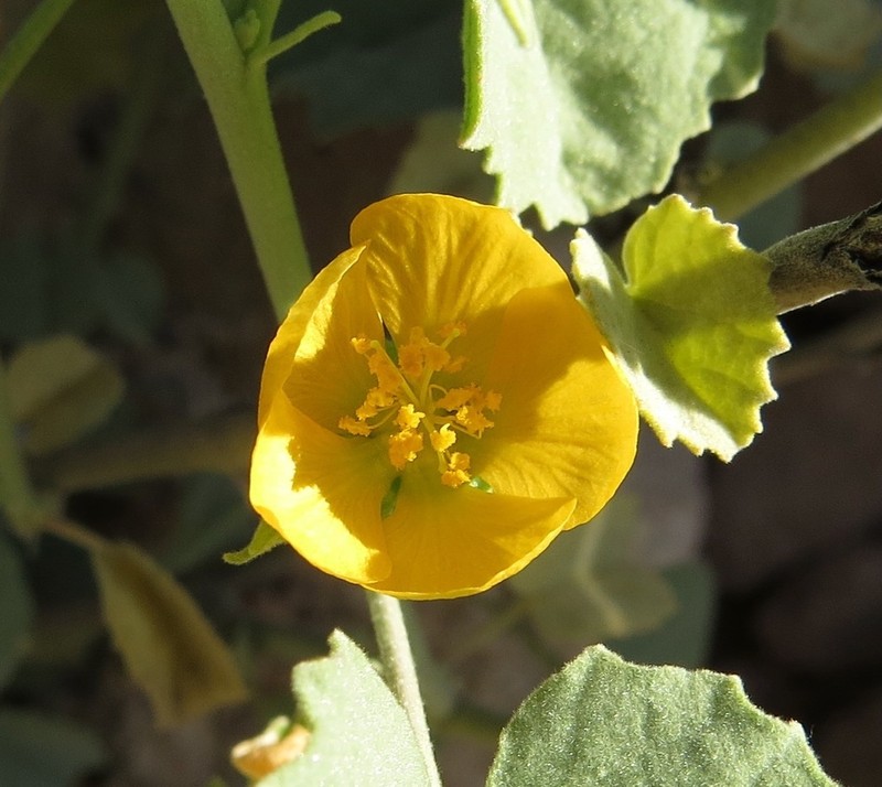Yellow Indian Mallow photo 8
