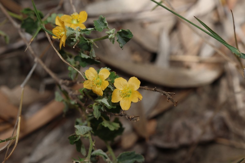 Abutilon malvifolium