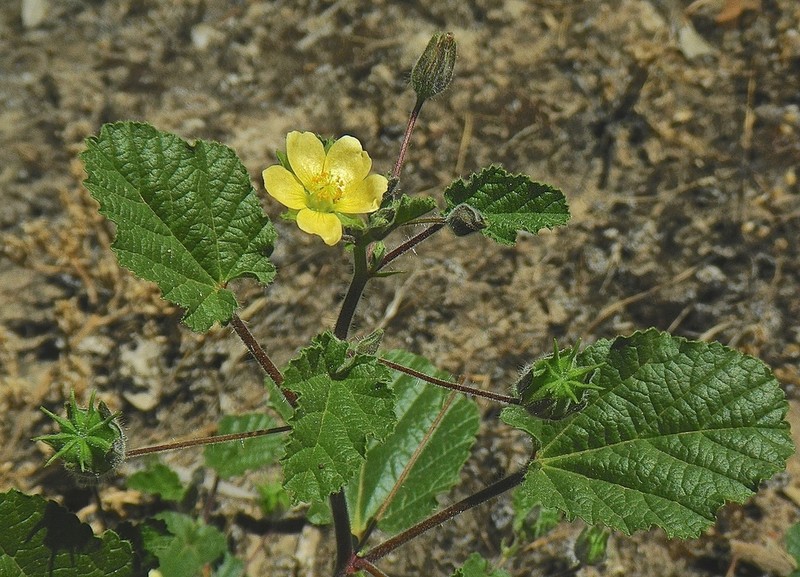 Abutilon malvifolium photo 2
