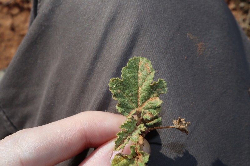 Abutilon malvifolium photo 3
