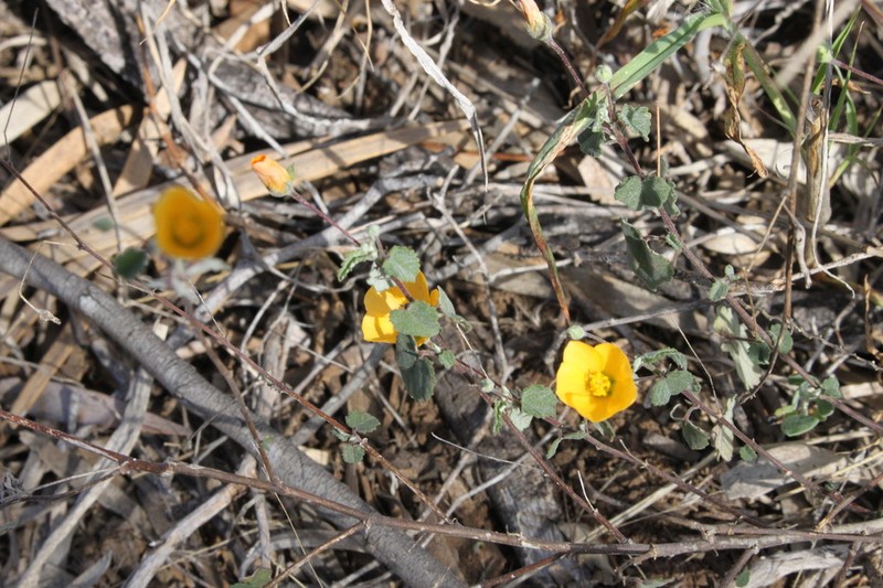 Abutilon malvifolium photo 4