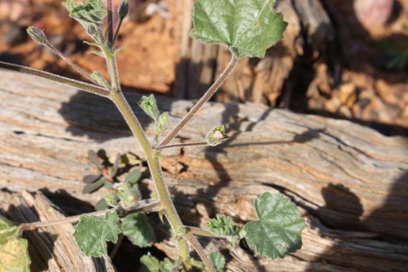 Abutilon malvifolium photo 5